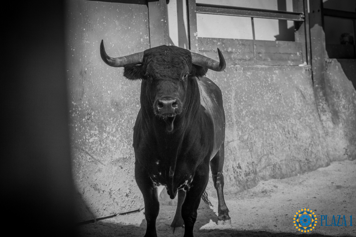 Dos Langosto de Dolores Aguirre para la novillada de Madrid