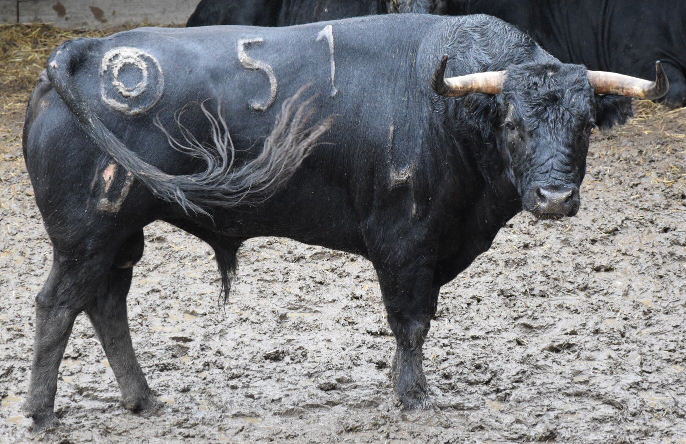 Listos los toros para Juan Bautista en Dax