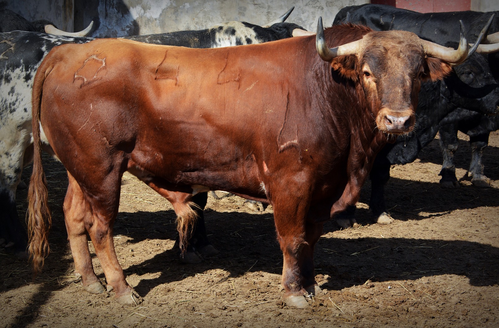 Buenas noches, último toro de la feria de Colmenar
