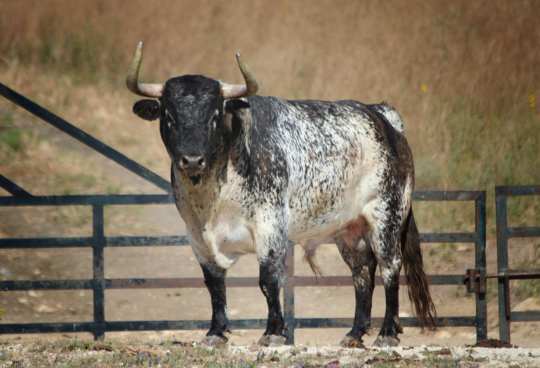 Uno de los toros de Torrestrella reseñados para Bilbao.