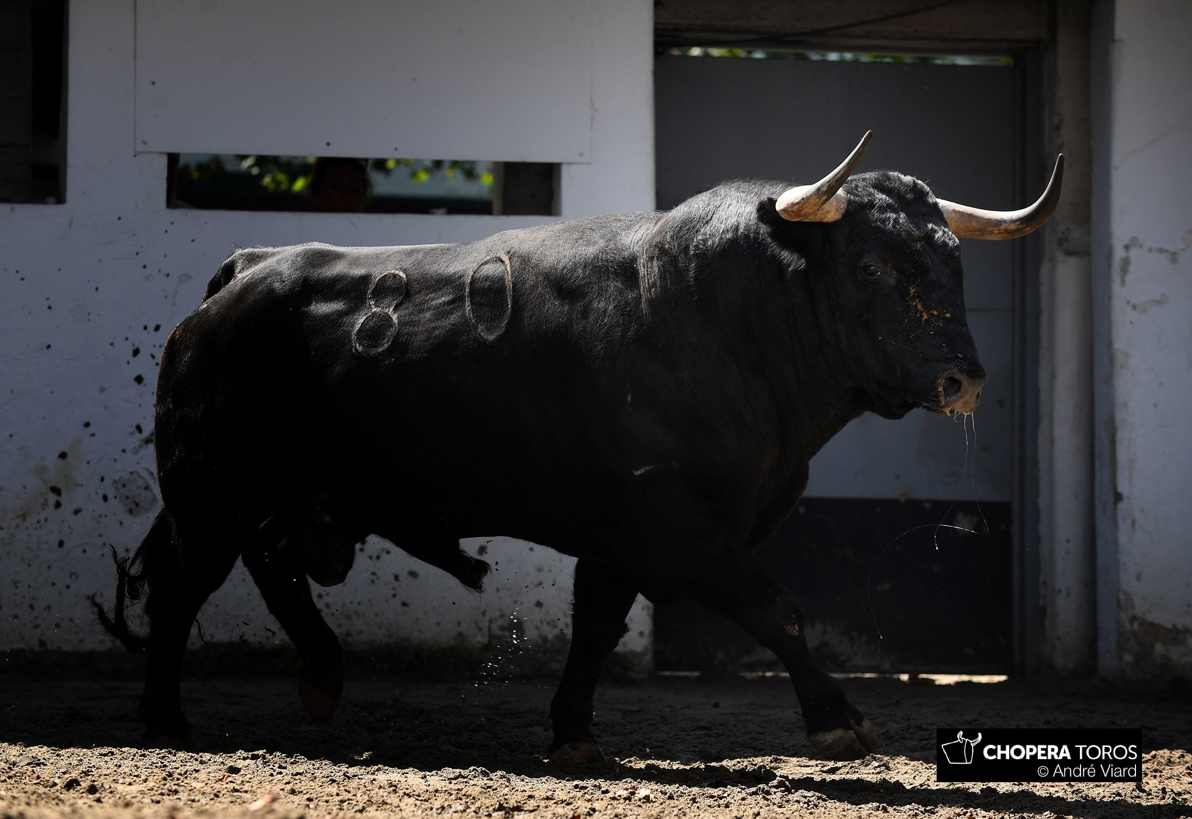 Bilbao: tres de Garcigrande y tres de Domingo Hernández