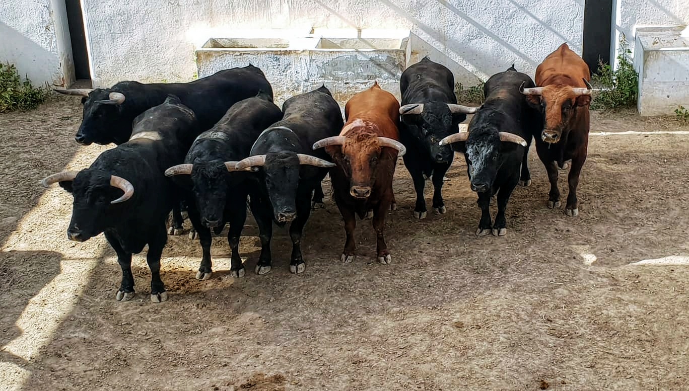 Sorteados los novillos de José Cruz para Alicante