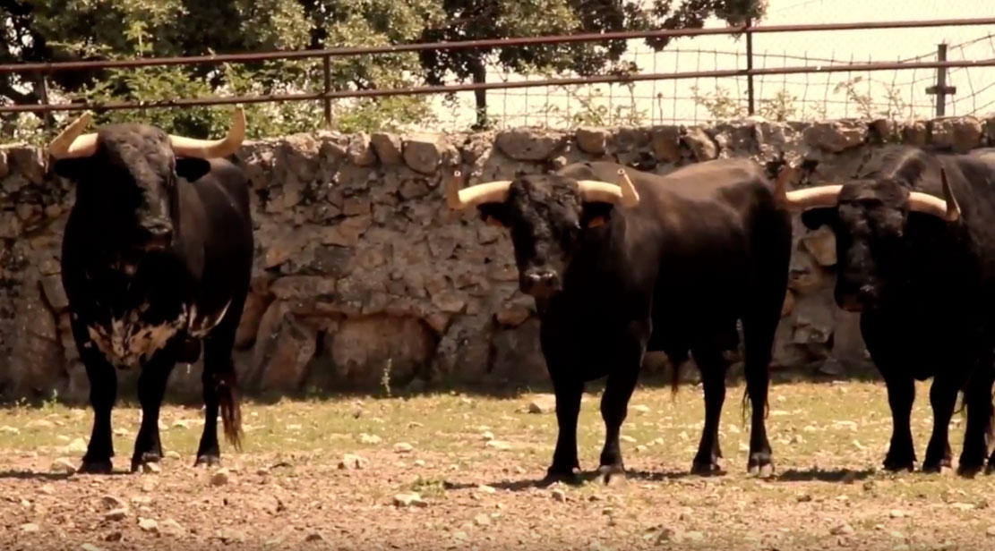 Los de Victoriano del Río para Bilbao, en vídeo