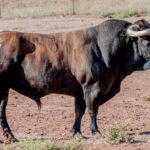 "Creyente" - Número 3 Nacimiento: Octubre / 2013 Castaño oscuro, de Manuela Agustina López Flores