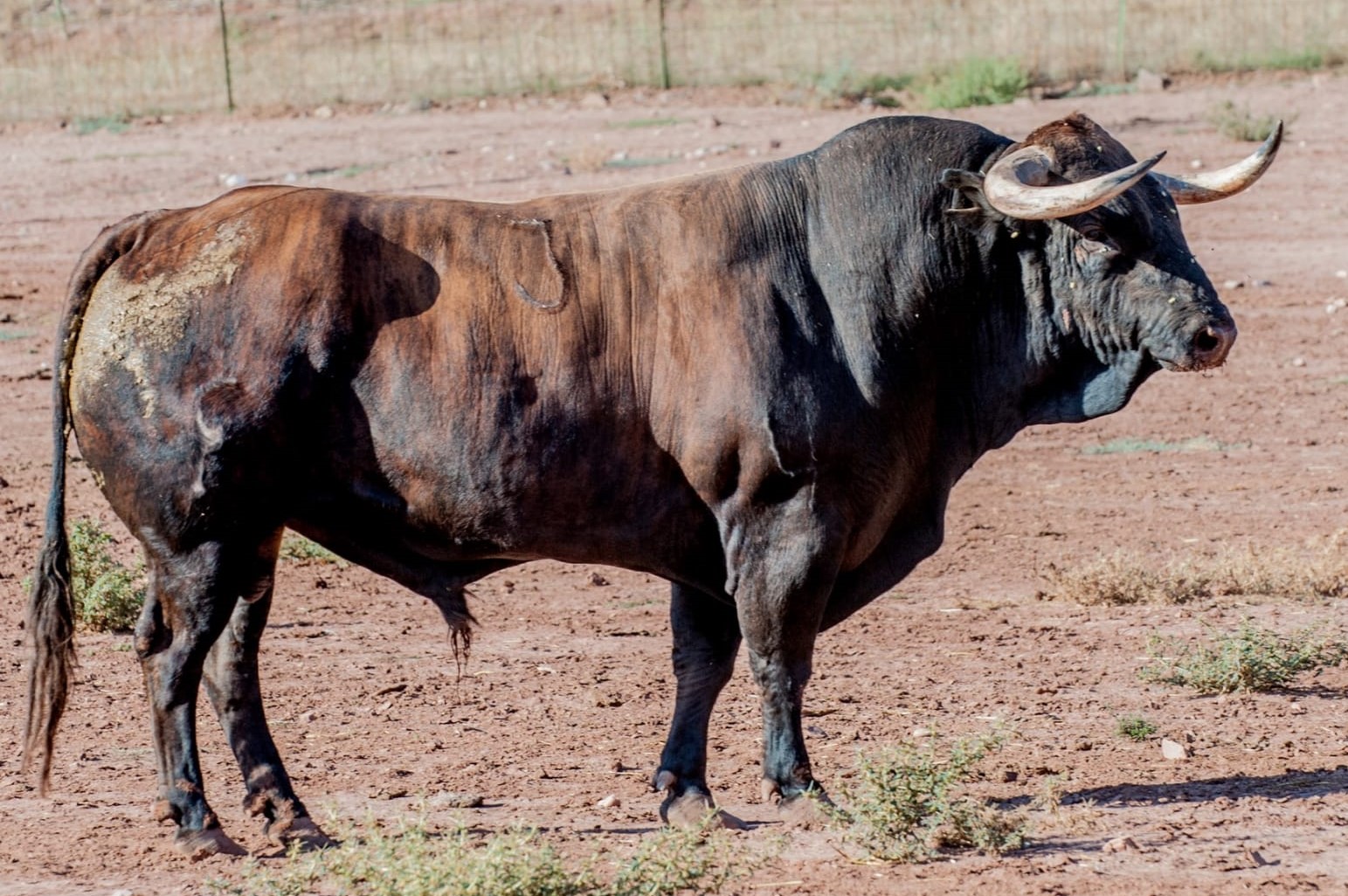 "Creyente" - Número 3 Nacimiento: Octubre / 2013 Castaño oscuro, de Manuela Agustina López Flores