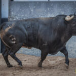 Sorteo, Madrid 16 de septiembre de 2018