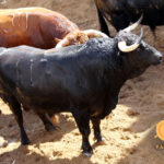 Sevilla - sorteo - Corrida de toros - Domingo 30 de septiembre de 2018