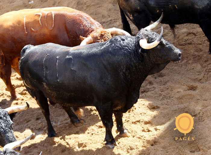 Sevilla - sorteo - Corrida de toros - Domingo 30 de septiembre de 2018