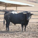 Los novillos de Fuente Ymbro para la Feria de Otoño de Madrid.