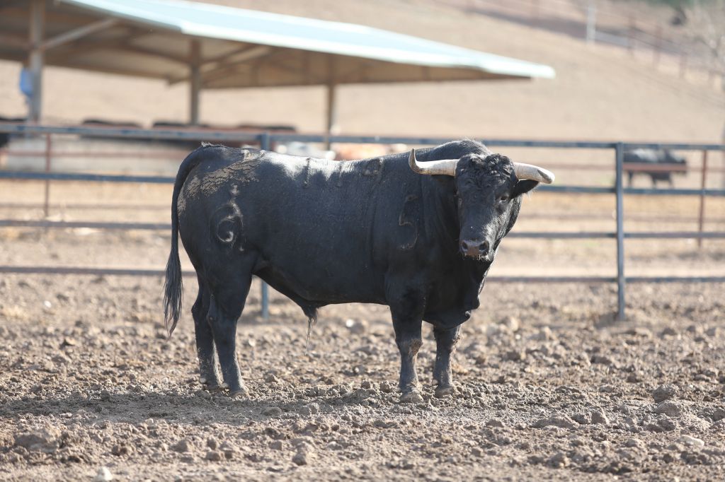 Los novillos de Fuente Ymbro para la Feria de Otoño de Madrid.