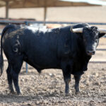 Los novillos de Fuente Ymbro para la Feria de Otoño de Madrid.