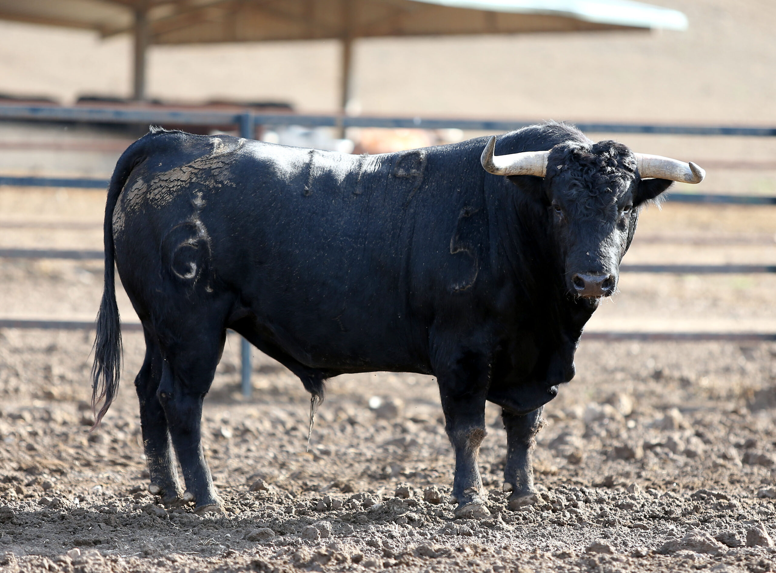 Los novillos de Fuente Ymbro para la Feria de Otoño de Madrid.