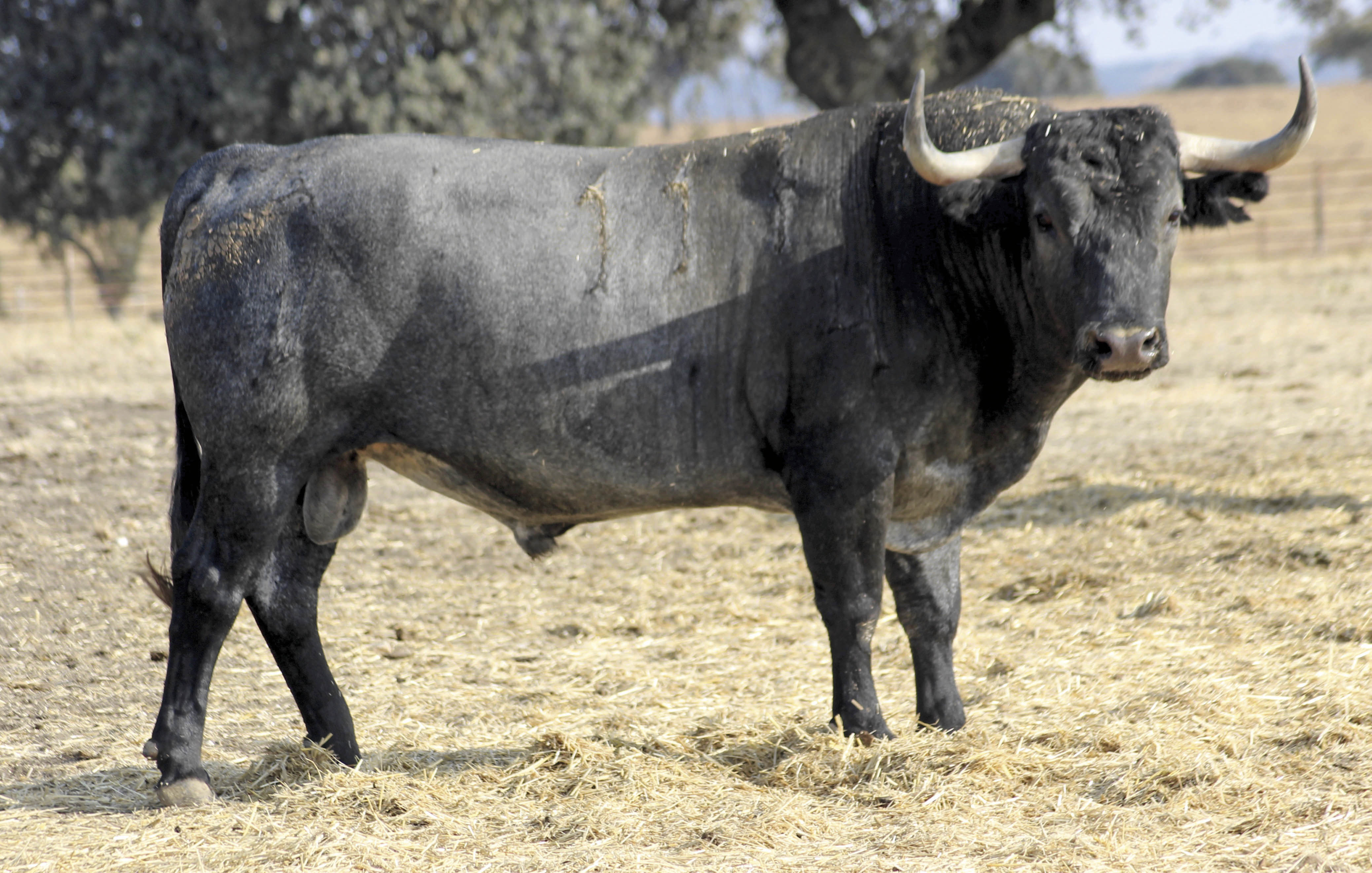 Bayona, 31 de agosto de 2018