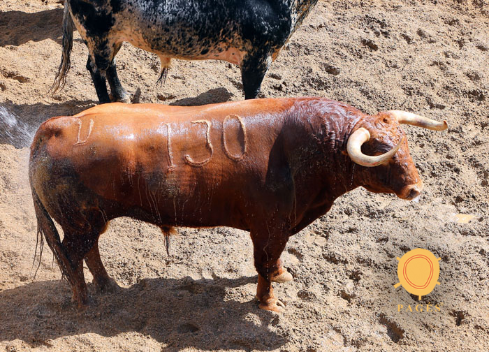 Sevilla - sorteo - Corrida de toros - Domingo 30 de septiembre de 2018