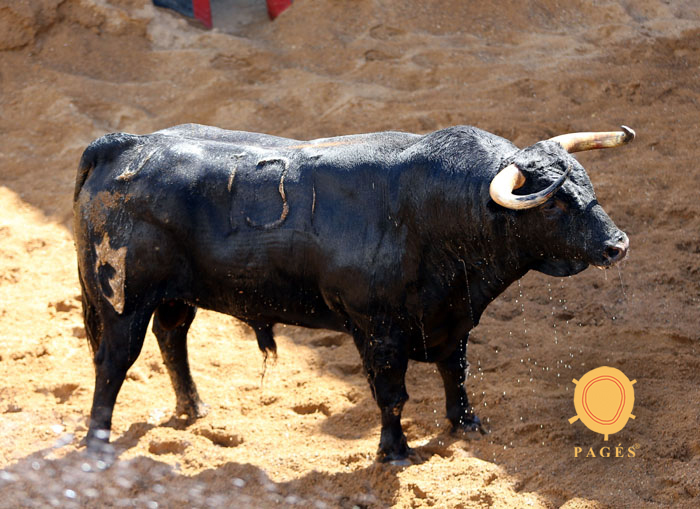 Sevilla - sorteo - Corrida de toros - Domingo 30 de septiembre de 2018