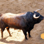 Sevilla - Sorteo - Corrida de toros - Sábado 29 de septiembre de 2018