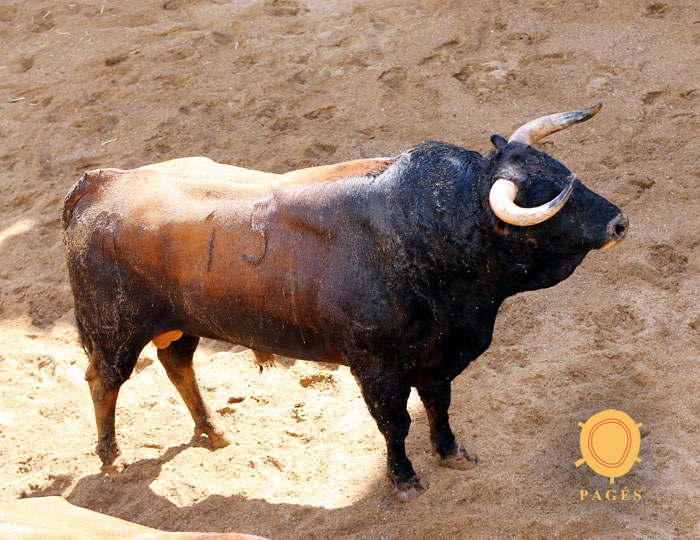 Sevilla - Sorteo - Corrida de toros - Sábado 29 de septiembre de 2018