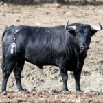 Los novillos de Fuente Ymbro para la Feria de Otoño de Madrid.
