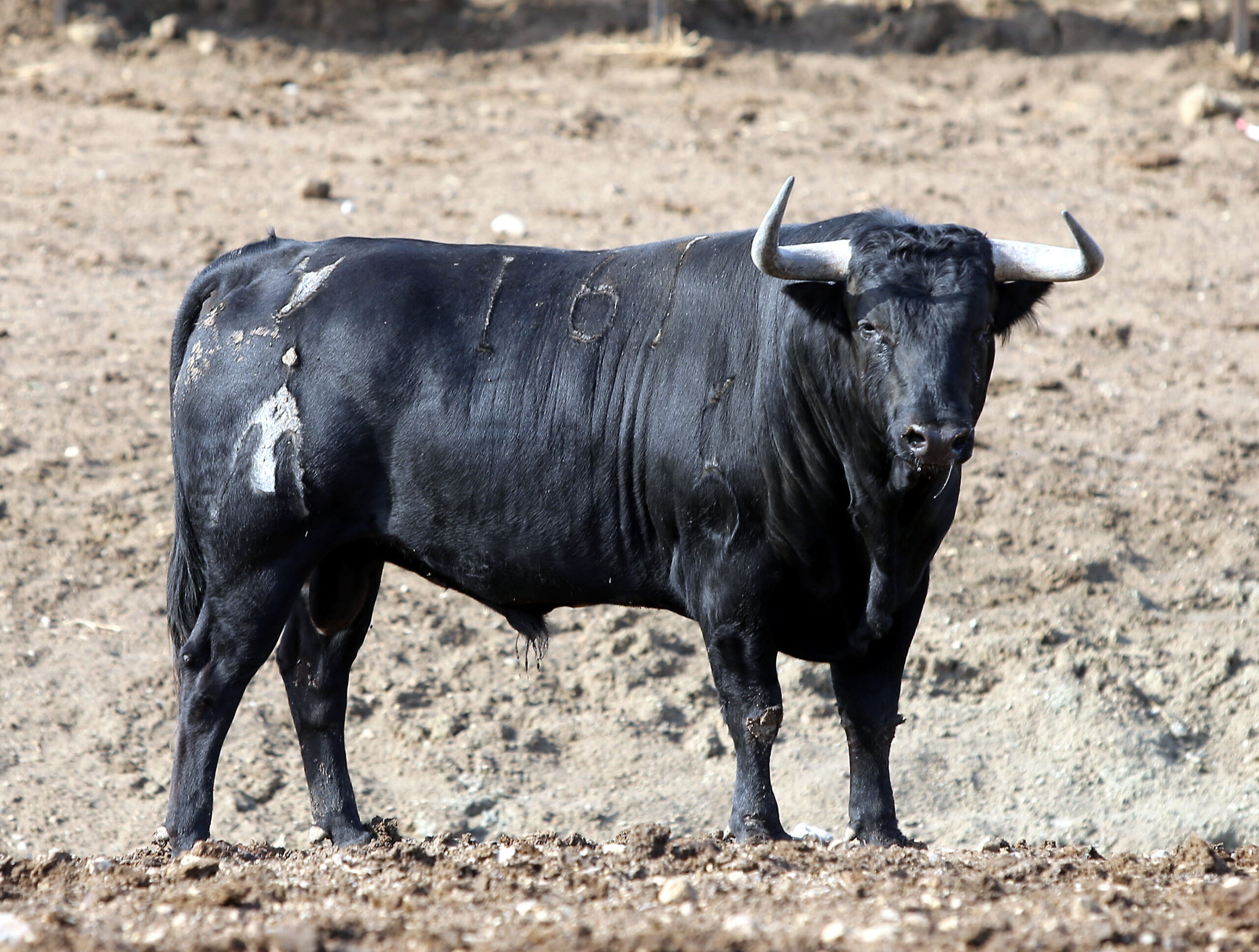 Los novillos de Fuente Ymbro para la Feria de Otoño de Madrid.
