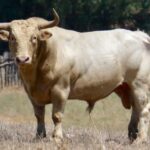 "Aguardentero" - Núm. 31 Nacimiento: Enero / 2014 Albahío, de Prieto de la Cal