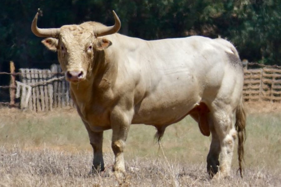 "Aguardentero" - Núm. 31 Nacimiento: Enero / 2014 Albahío, de Prieto de la Cal