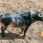 Sevilla - sorteo - Corrida de toros - Domingo 30 de septiembre de 2018