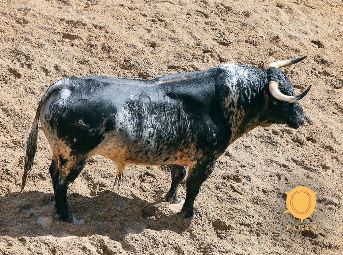 Sevilla - sorteo - Corrida de toros - Domingo 30 de septiembre de 2018