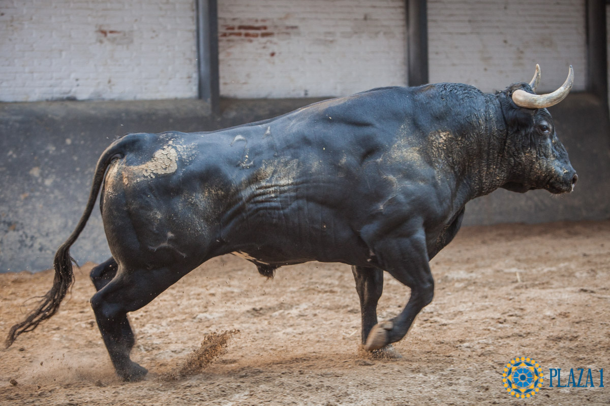 Sorteo, Madrid 23 de septiembre de 2018