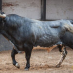 Sorteo, Madrid 23 de septiembre de 2018