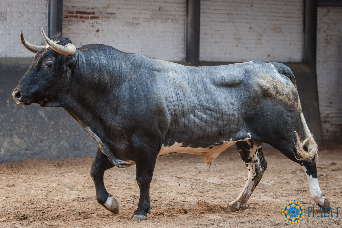 Sorteo, Madrid 23 de septiembre de 2018