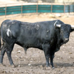 Los novillos de Fuente Ymbro para la Feria de Otoño de Madrid.
