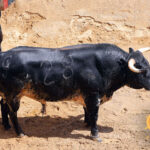 Sevilla - Sorteo - Corrida de toros - Sábado 29 de septiembre de 2018