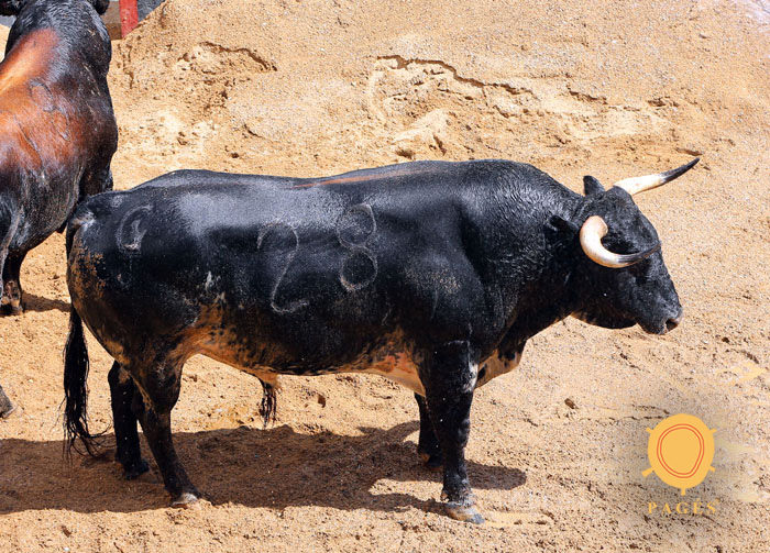 Sevilla - Sorteo - Corrida de toros - Sábado 29 de septiembre de 2018