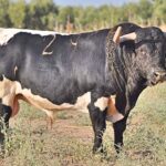 "Lleno" - Número 29 Nacimiento: Diciembre / 2013 Berrendo en negro, de José Benítez Cubero