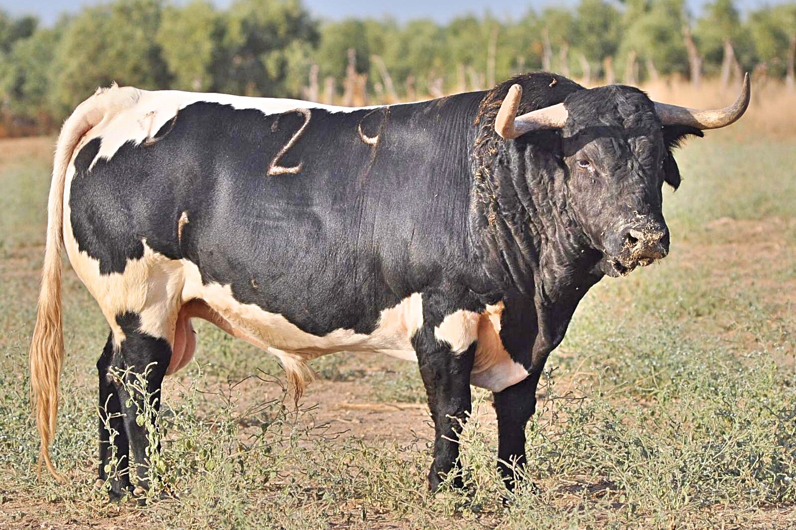 "Lleno" - Número 29 Nacimiento: Diciembre / 2013 Berrendo en negro, de José Benítez Cubero