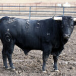 Los novillos de Fuente Ymbro para la Feria de Otoño de Madrid.