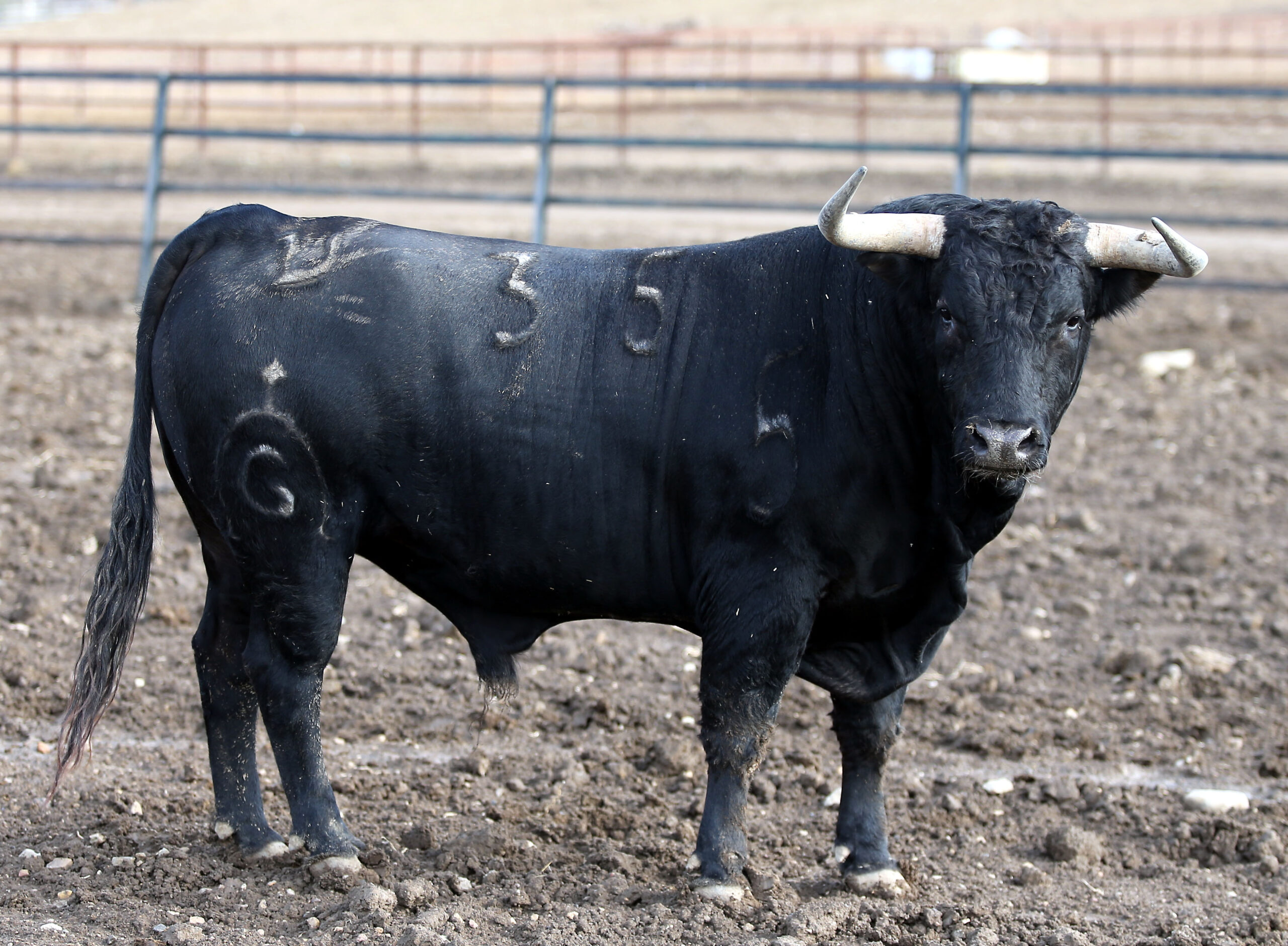 Los novillos de Fuente Ymbro para la Feria de Otoño de Madrid.