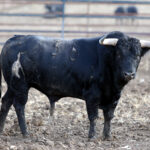 Los novillos de Fuente Ymbro para la Feria de Otoño de Madrid.