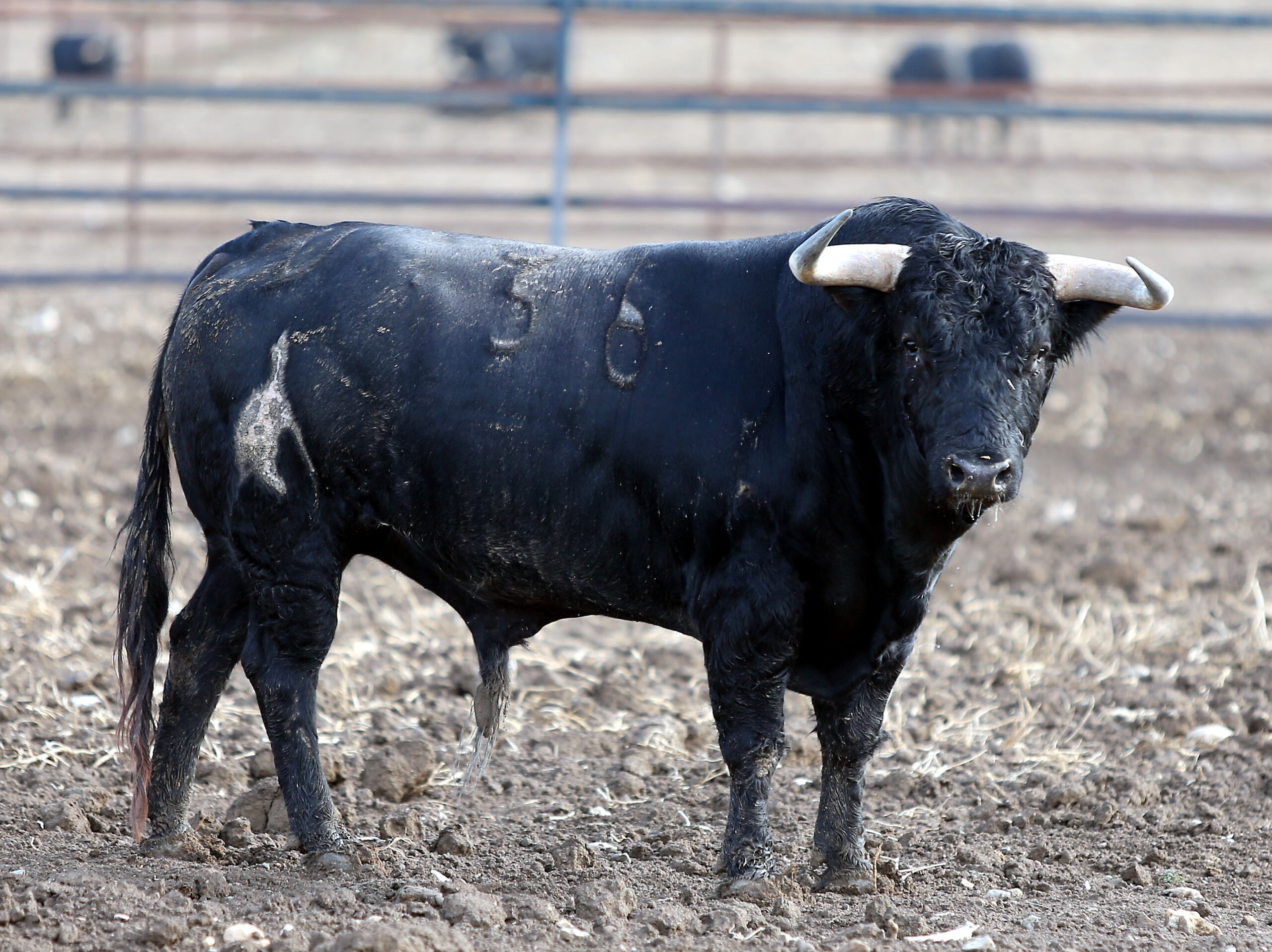 Los novillos de Fuente Ymbro para la Feria de Otoño de Madrid.