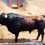 Sevilla - Sorteo - Corrida de toros - Sábado 29 de septiembre de 2018