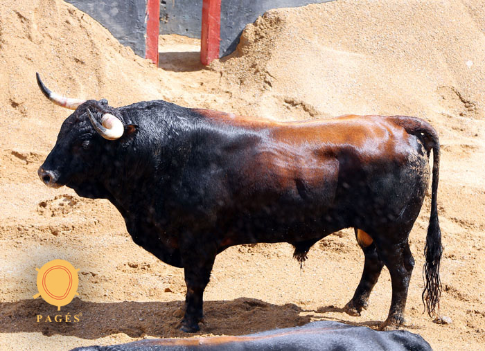 Sevilla - Sorteo - Corrida de toros - Sábado 29 de septiembre de 2018