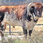 "Relojero" - Número 53 Nacimiento: Diciembre / 2013 Sardo, de Peñajara de Casta Jijona