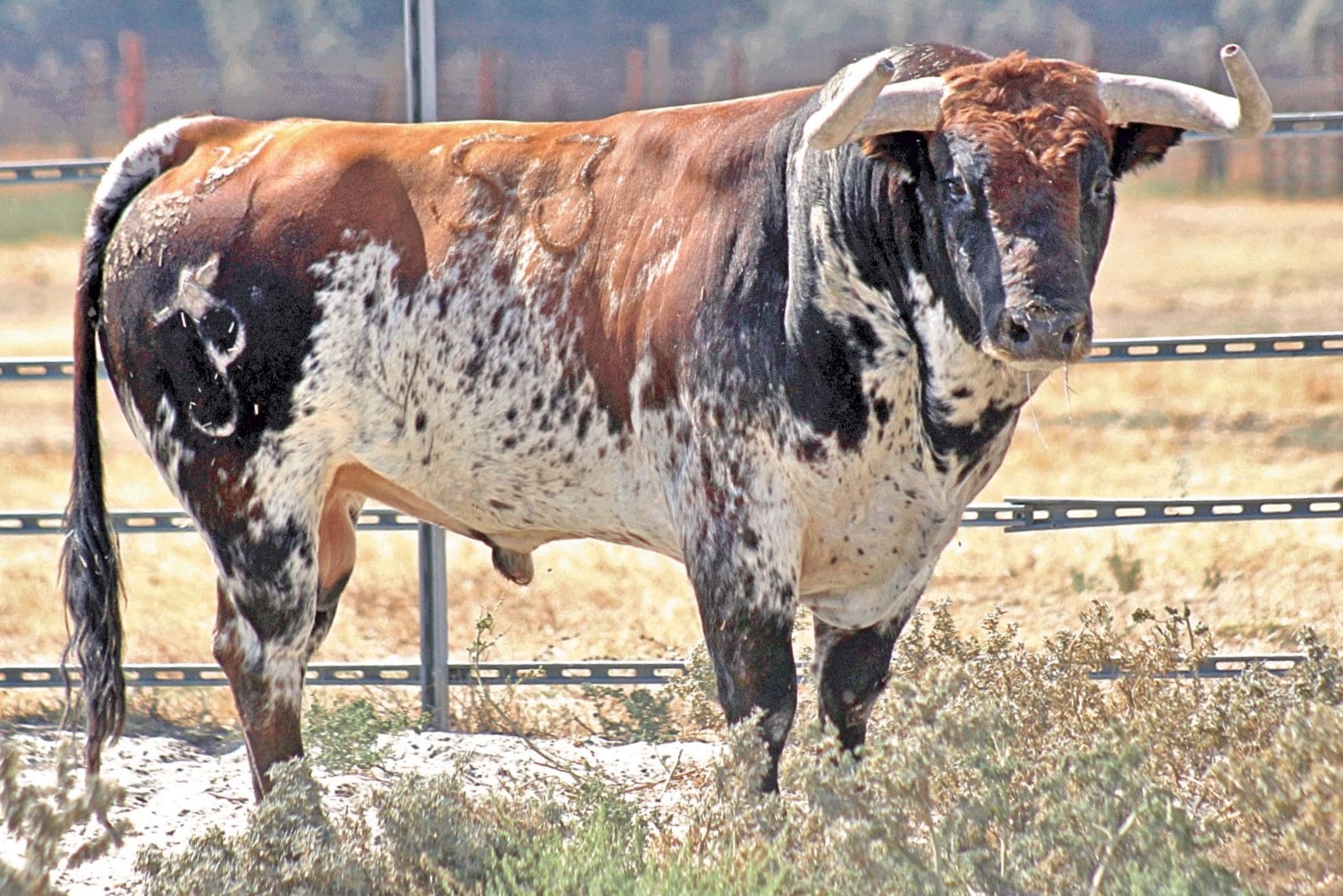 "Relojero" - Número 53 Nacimiento: Diciembre / 2013 Sardo, de Peñajara de Casta Jijona