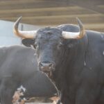 Los toros de Baltasar Ibán para el domingo 9 de septiembre en Arles