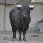 Los toros de Baltasar Ibán para el domingo 9 de septiembre en Arles