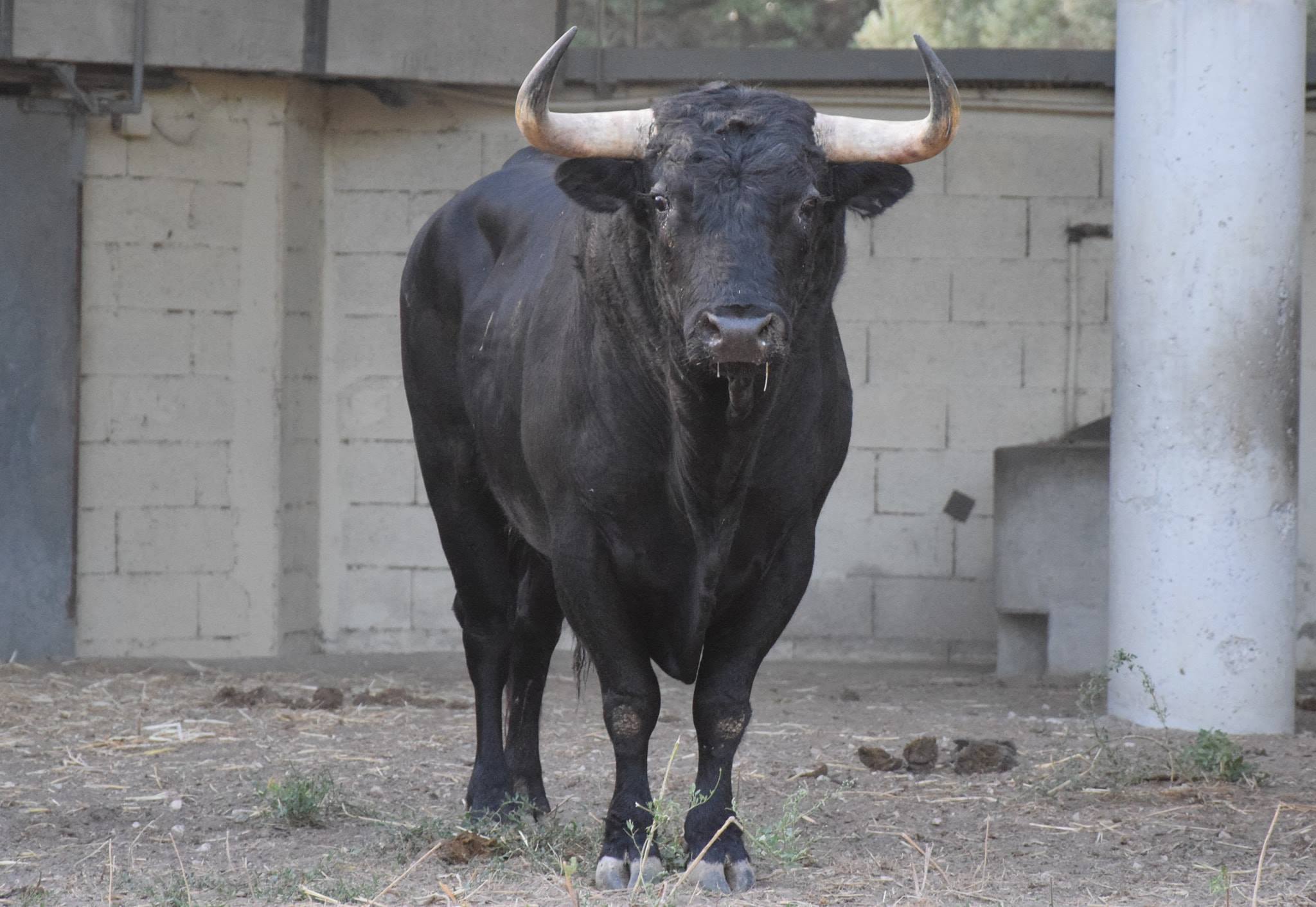 Los toros de Baltasar Ibán para el domingo 9 de septiembre en Arles