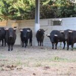 Los toros de Baltasar Ibán para el domingo 9 de septiembre en Arles