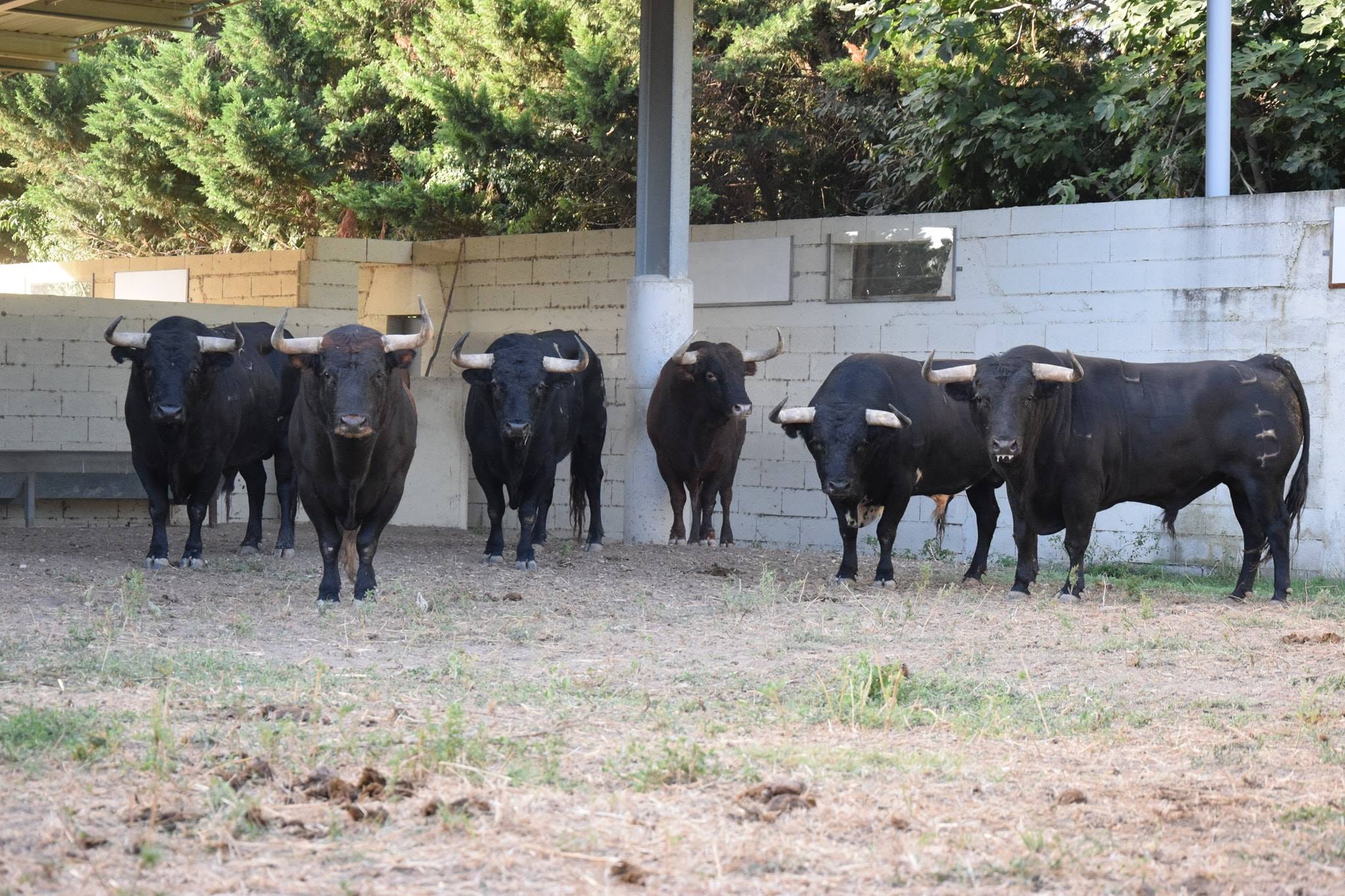 Los toros de Baltasar Ibán para el domingo 9 de septiembre en Arles