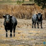 Toros de Palha y Pallarés para el desafío ganadero de Las Ventas del 23 de septiembre de 2018