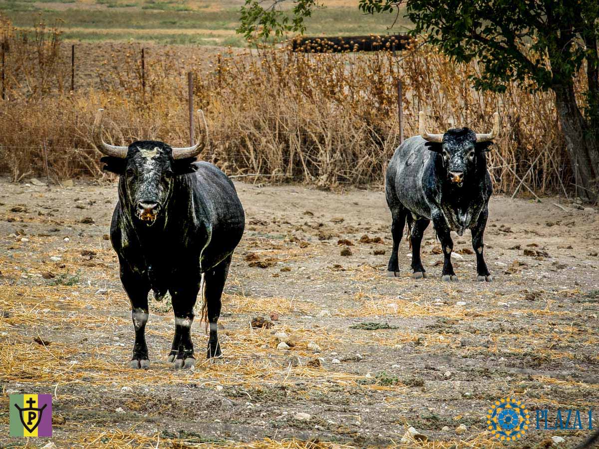 Toros de Palha y Pallarés para el desafío ganadero de Las Ventas del 23 de septiembre de 2018